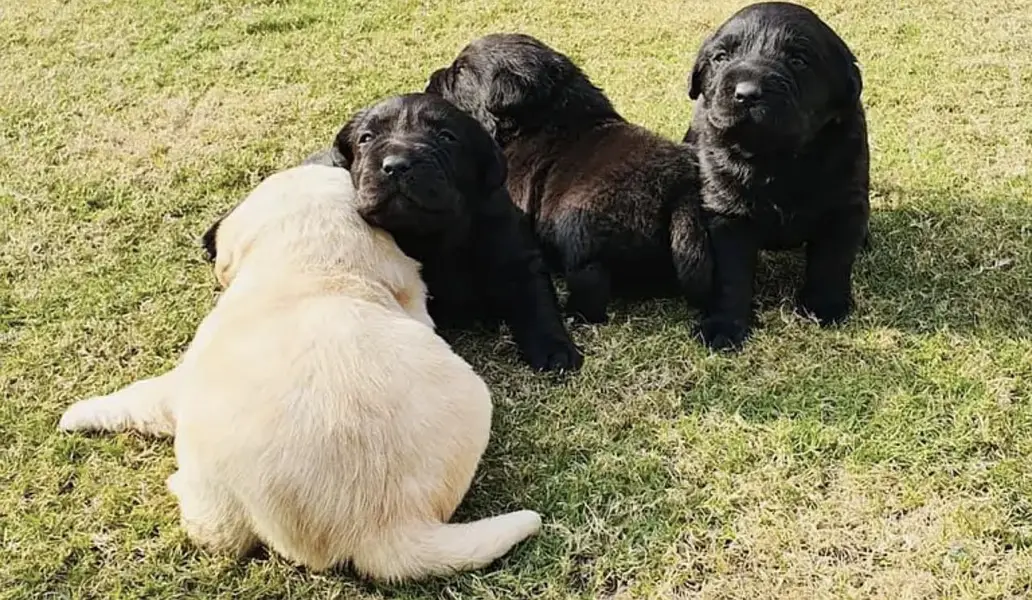British Labrador puppies
