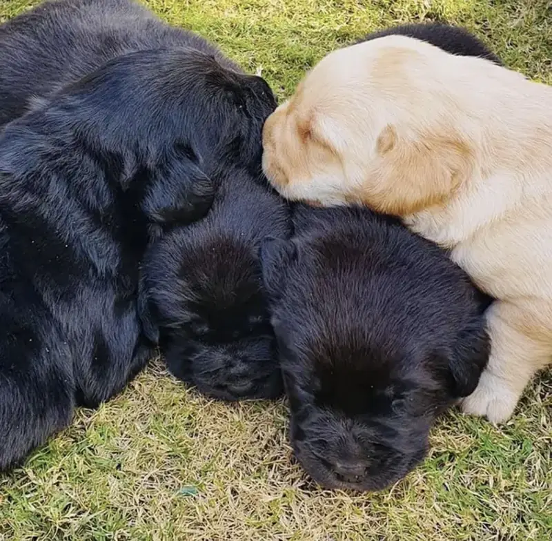 British Labrador puppies — photo 2