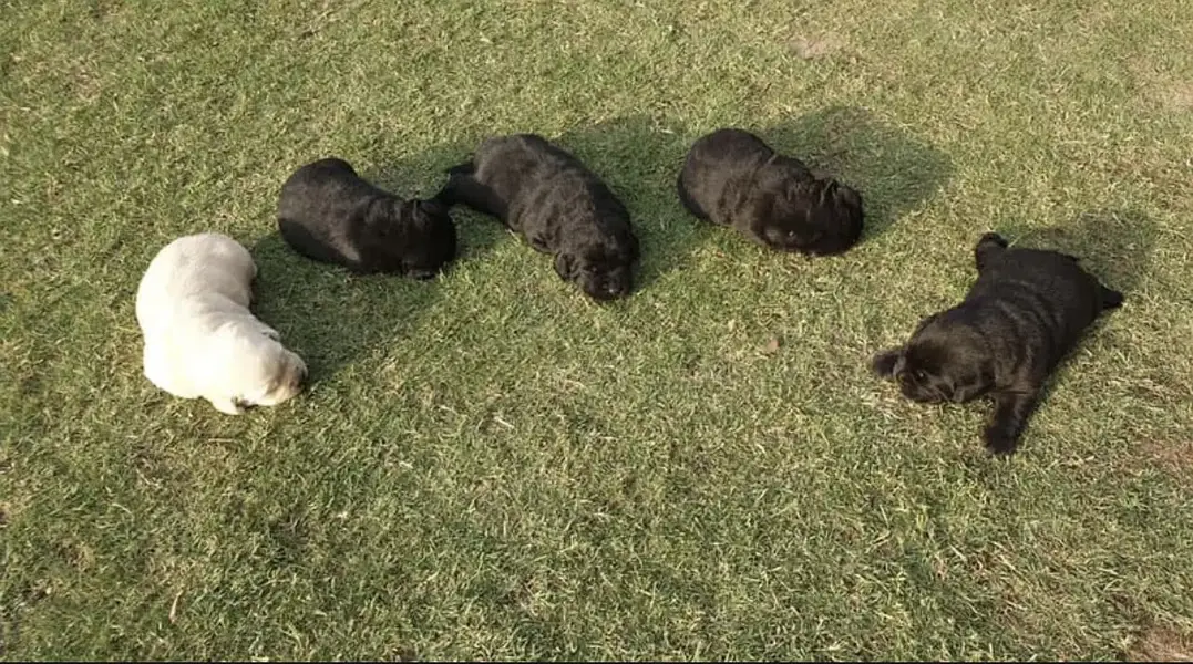 British Labrador puppies — photo 3