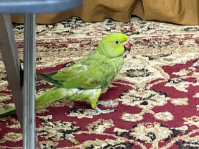 RING NECK BREEDER FEMALE