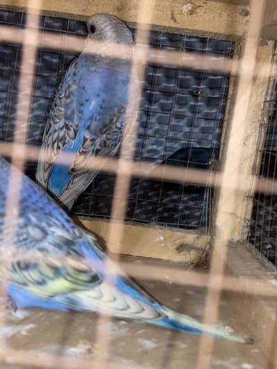 Ready to breed pair fellow red eye under size rainbow color budgies