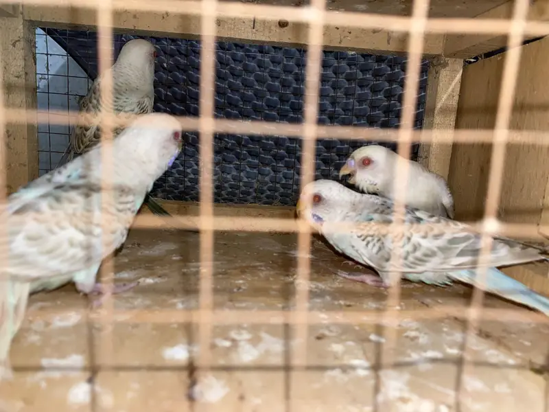 Ready to breed pair fellow red eye under size rainbow color budgies — photo 2