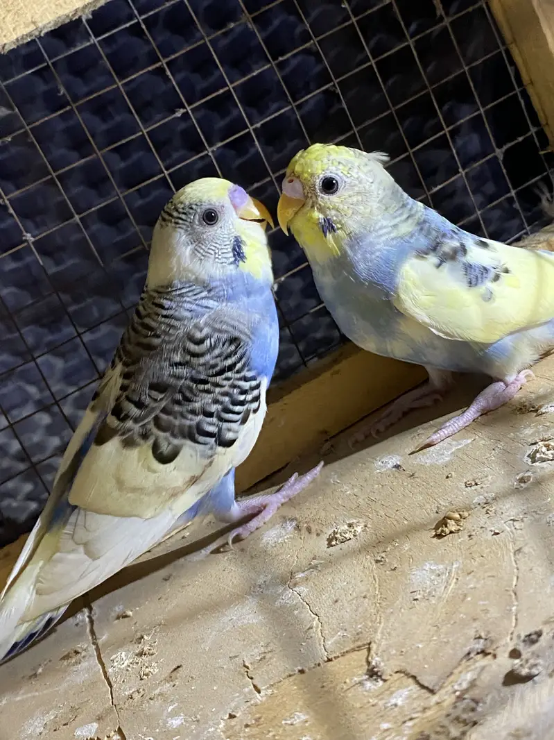 Ready to breed pair fellow red eye under size rainbow color budgies — photo 3