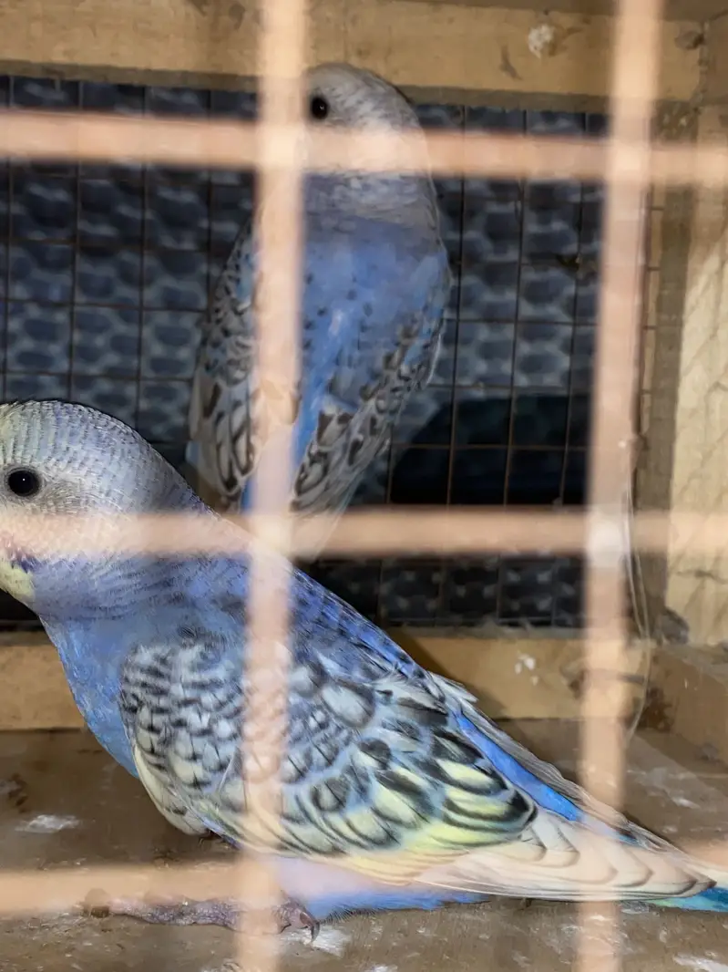 Ready to breed pair fellow red eye under size rainbow color budgies — photo 4