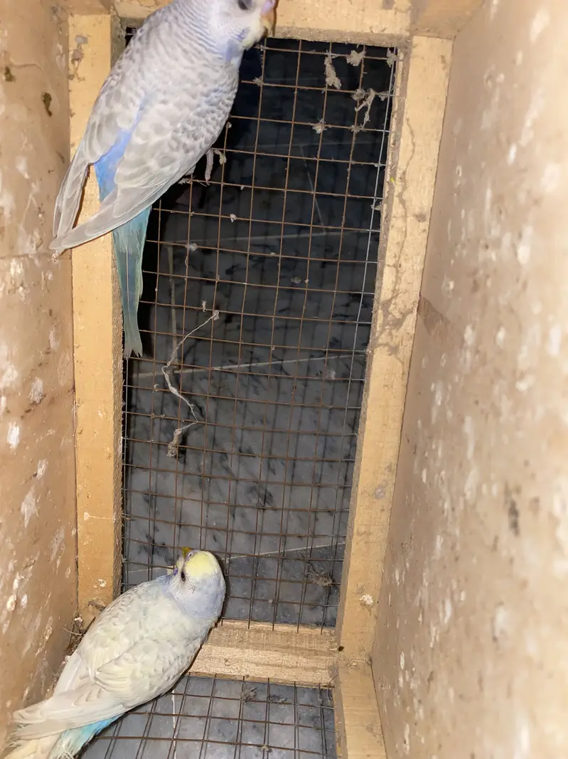 Ready to breed pair fellow red eye under size rainbow color budgies — photo 5