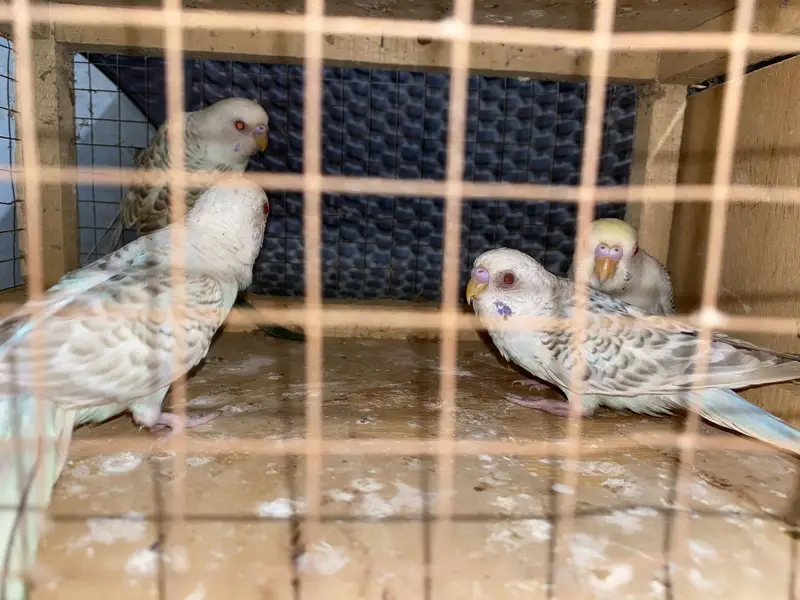Ready to breed pair fellow red eye under size rainbow color budgies — photo 6