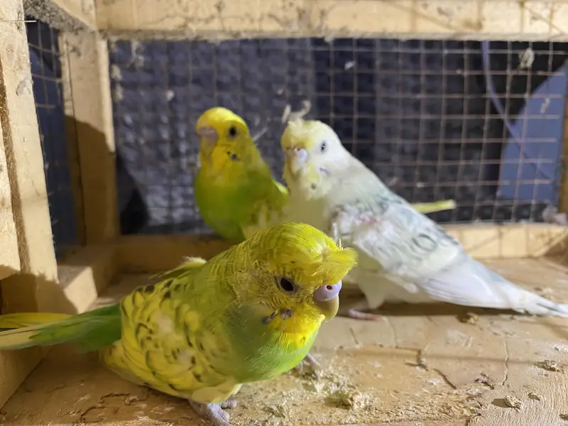 Ready to breed pair fellow red eye under size rainbow color budgies — photo 7