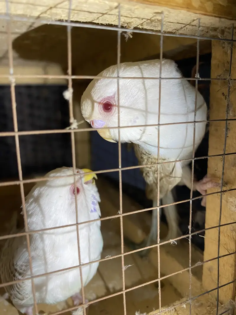 Ready to breed pair fellow red eye under size rainbow color budgies — photo 8
