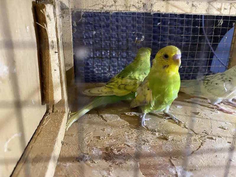 Ready to breed pair fellow red eye under size rainbow color budgies — photo 9