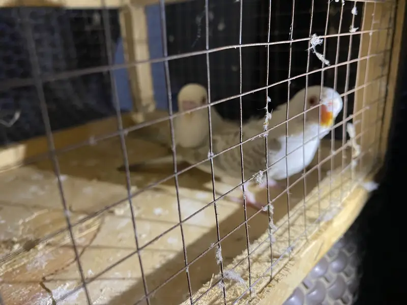 Ready to breed pair fellow red eye under size rainbow color budgies — photo 10