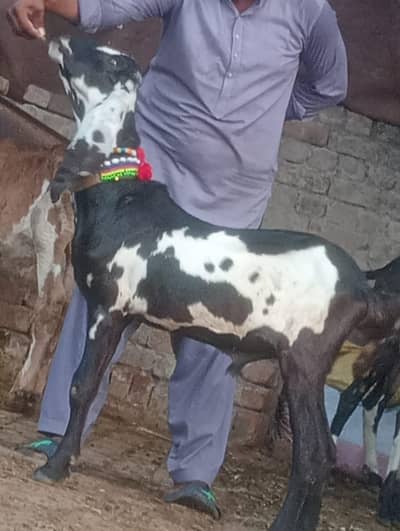 Beetal Daba Bakra sale