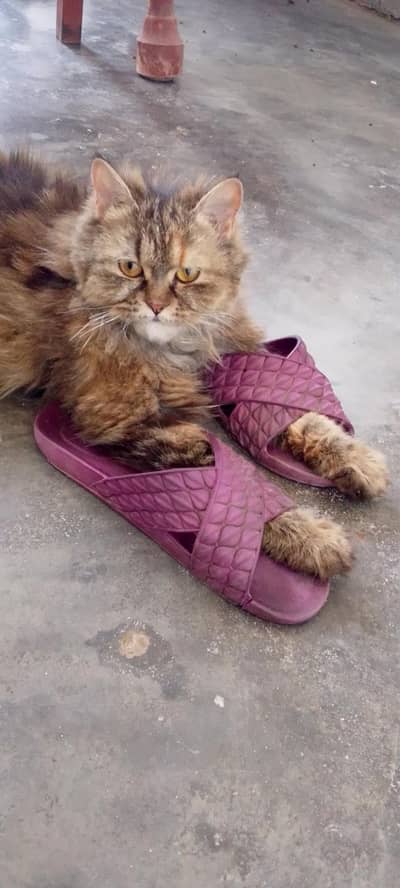 Well-Behaved Mema Persian Cat for Sale