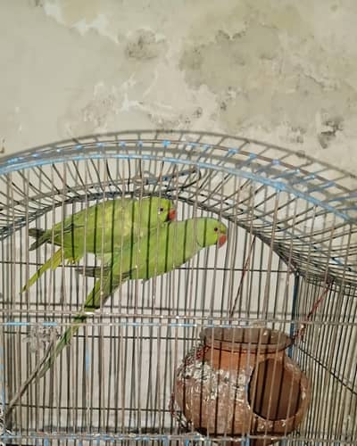Rose-ringed Parakeets