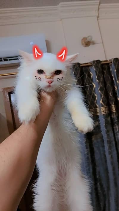 blue eyes female cat for sale