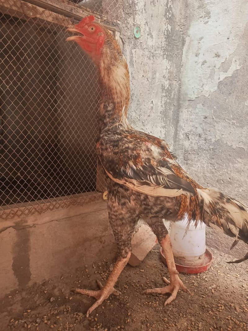 اصیل مرغا 0