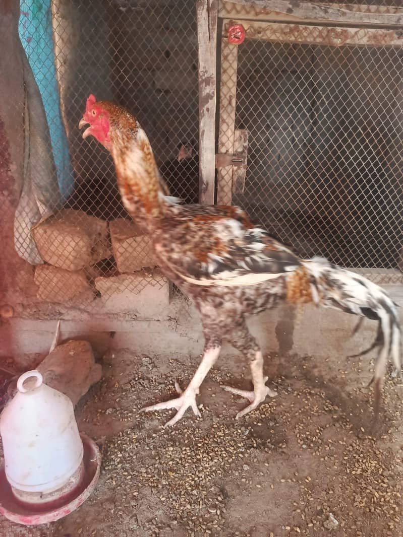 اصیل مرغا 1