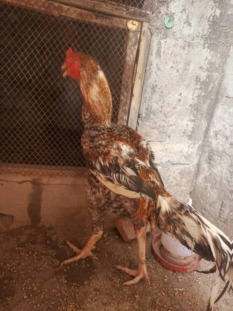 اصیل مرغا 2