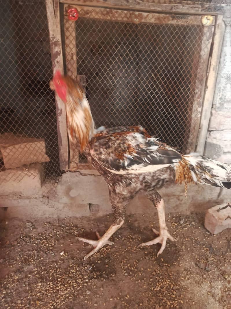 اصیل مرغا 3