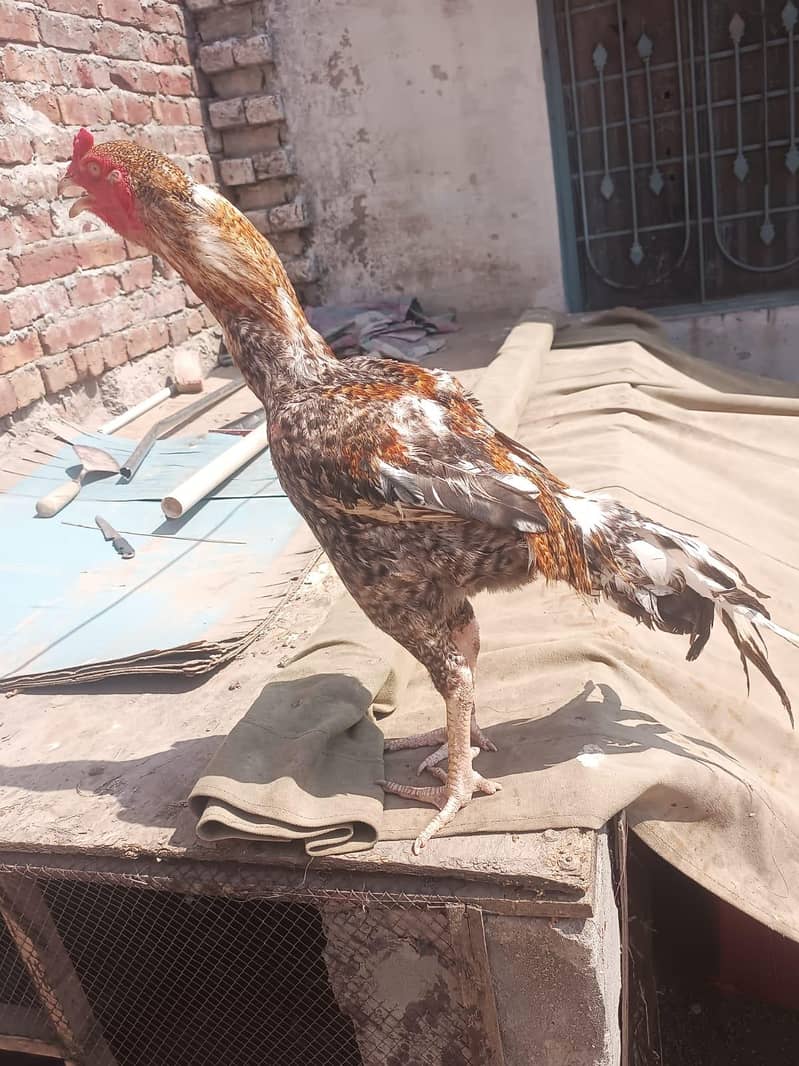 اصیل مرغا 4