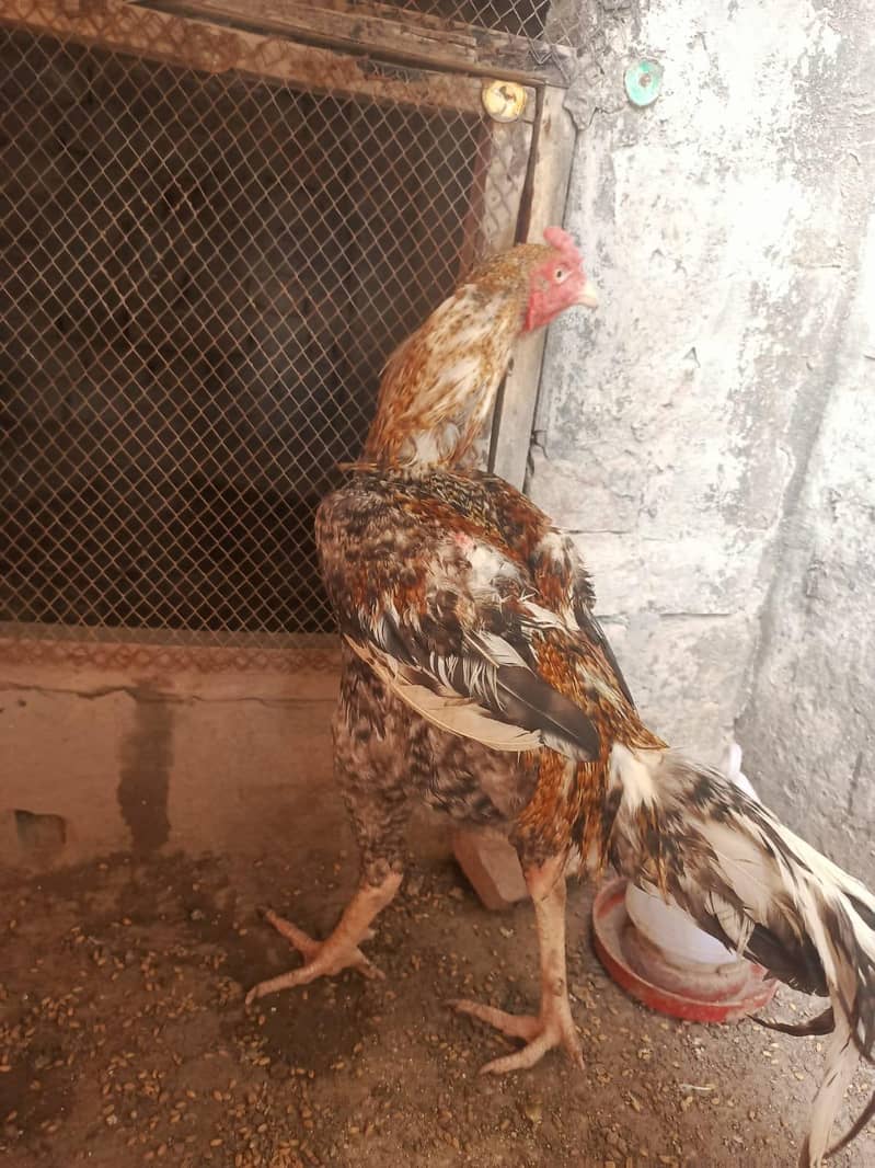 اصیل مرغا 5