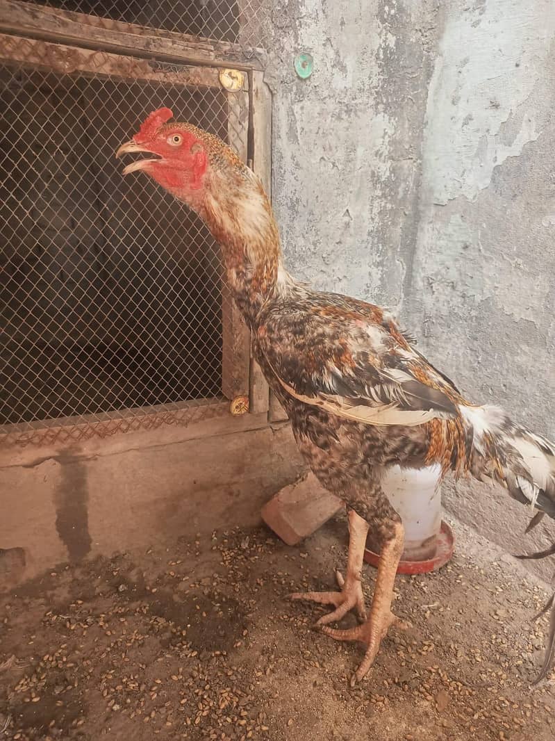 اصیل مرغا 6