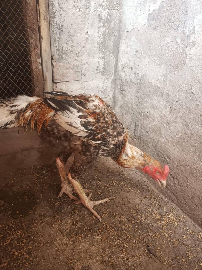 اصیل مرغا 7