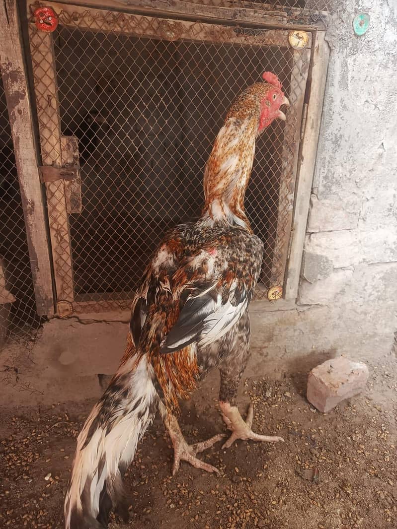 اصیل مرغا 8