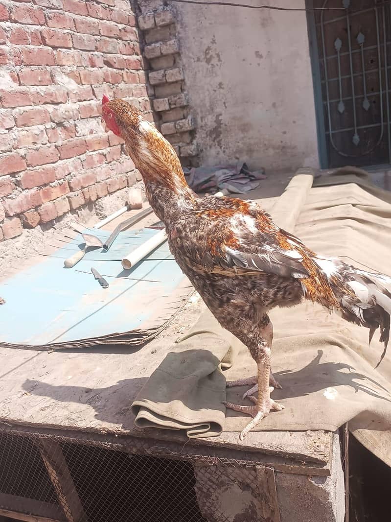 اصیل مرغا 9