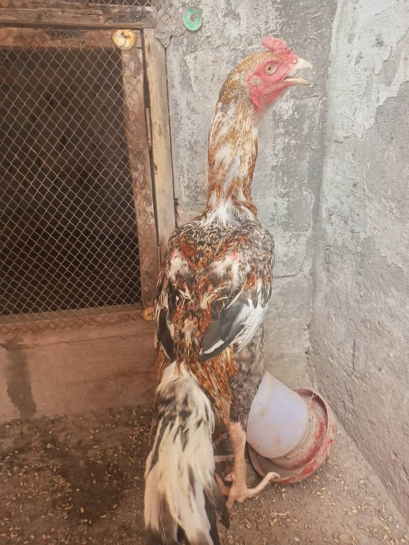 اصیل مرغا 10