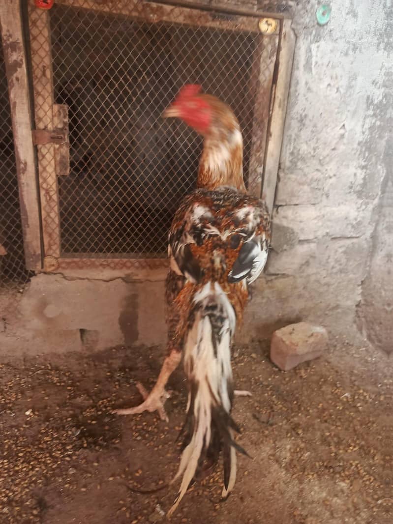 اصیل مرغا 11