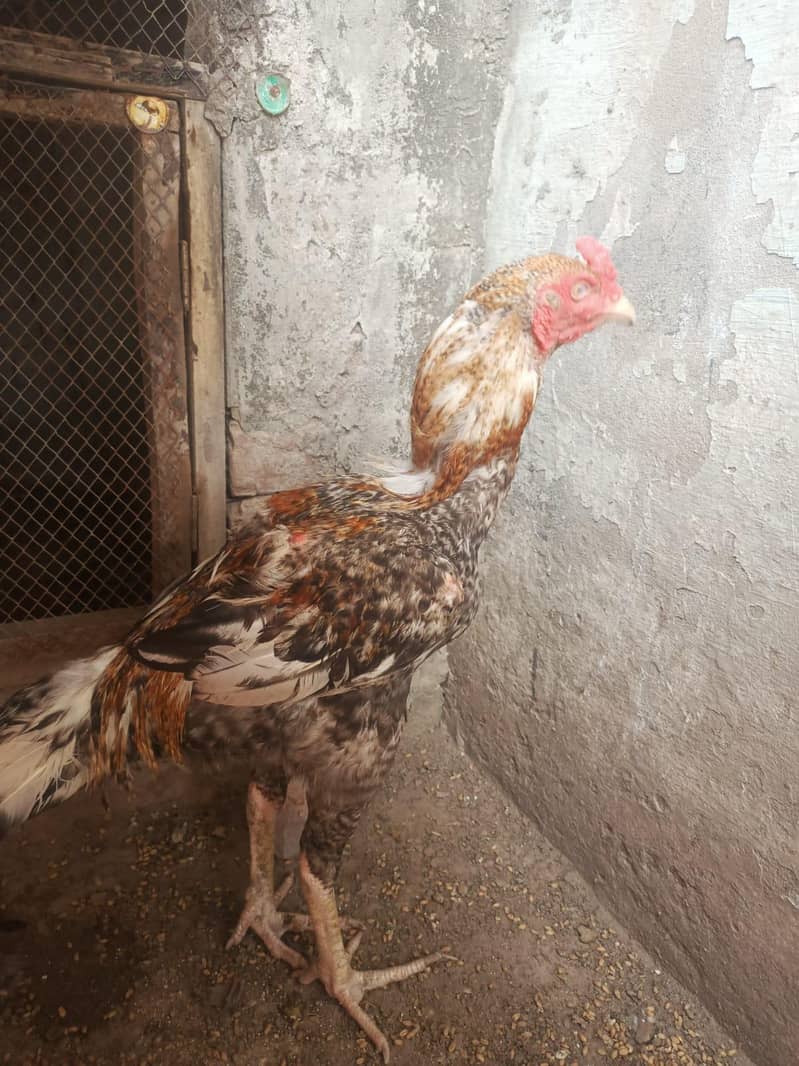 اصیل مرغا 12