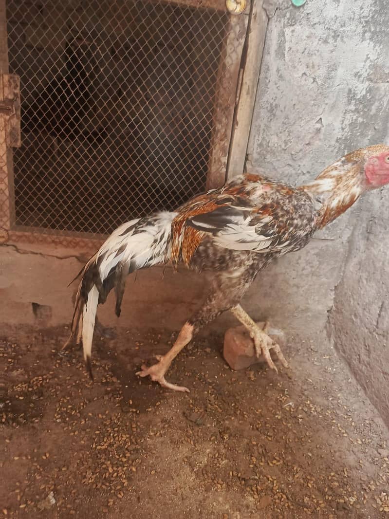 اصیل مرغا 13