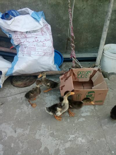 Duck chicks