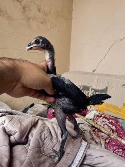 Thai Burmi chicks Available