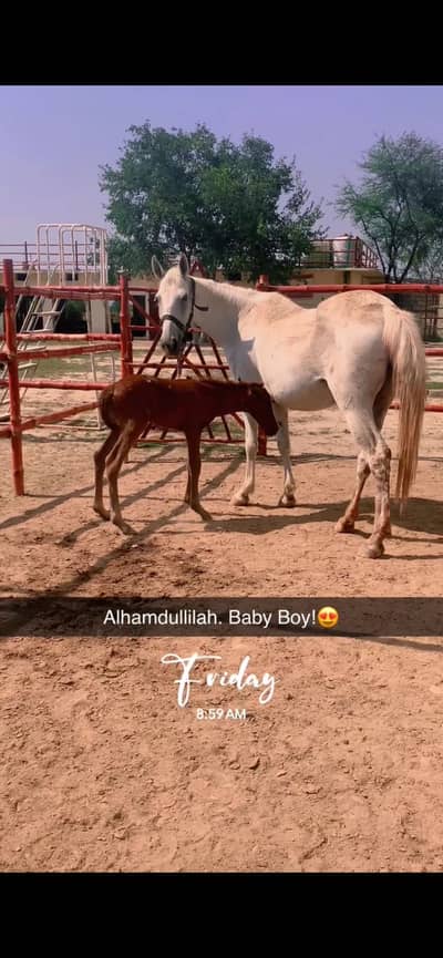 Ghori Mare 1 Wacheri  2 Wacheray Horse