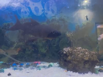 black koi fish for sale