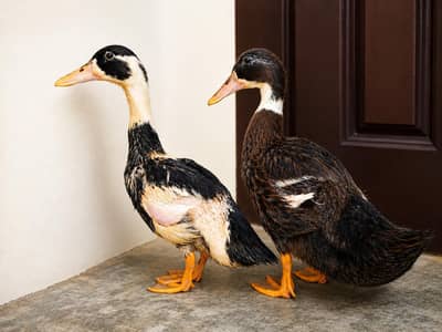 Healthy & Beautiful Duck  Pair for Sale