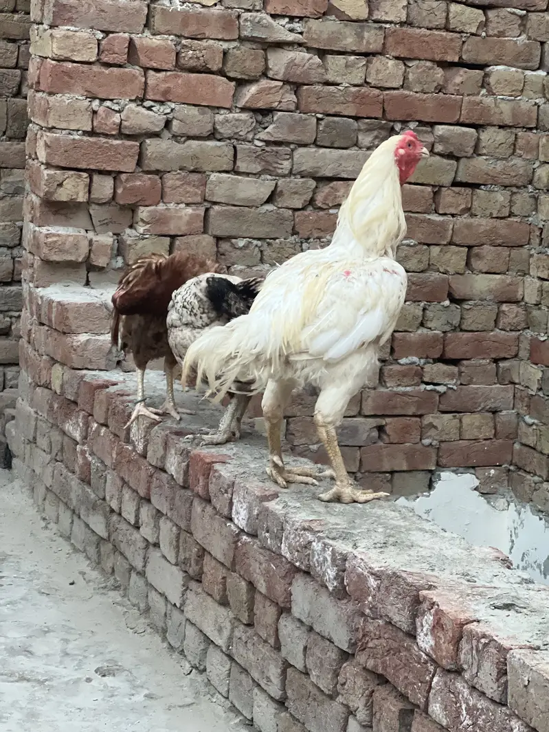Aseel 1 Male or female 3