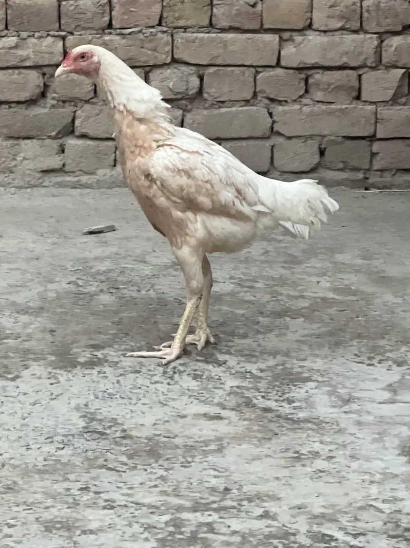 Aseel 1 Male or female 3 — photo 2