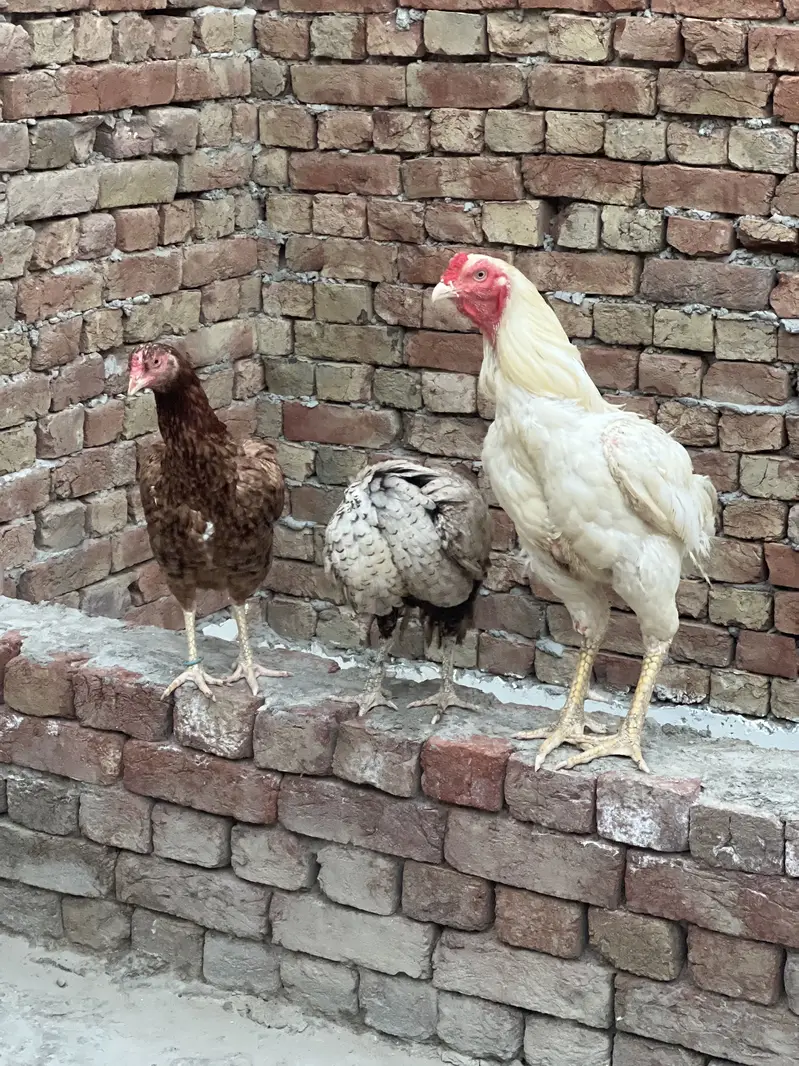 Aseel 1 Male or female 3 — photo 3