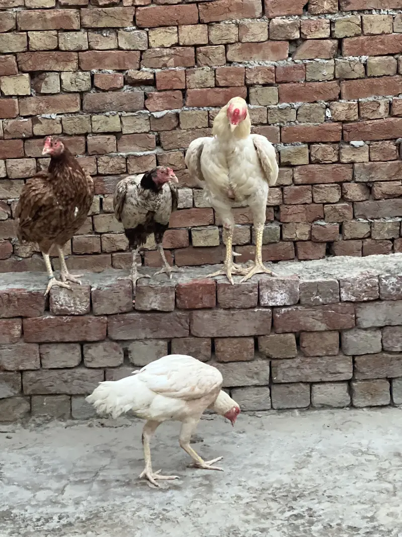 Aseel 1 Male or female 3 — photo 4