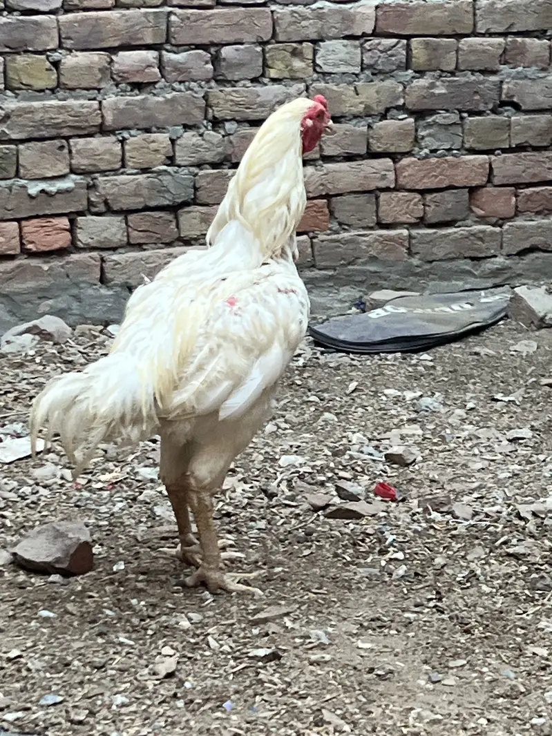 Aseel 1 Male or female 3 — photo 5