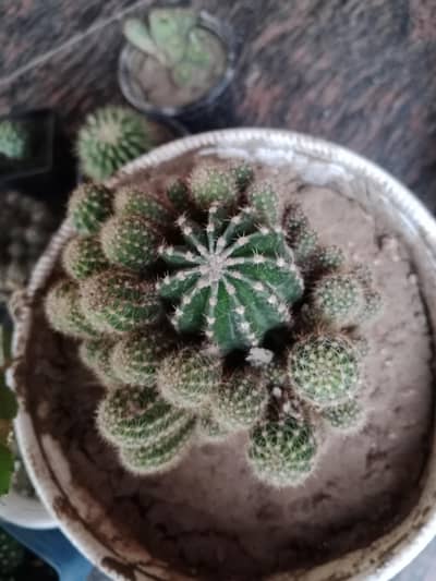 big cactus mother plant