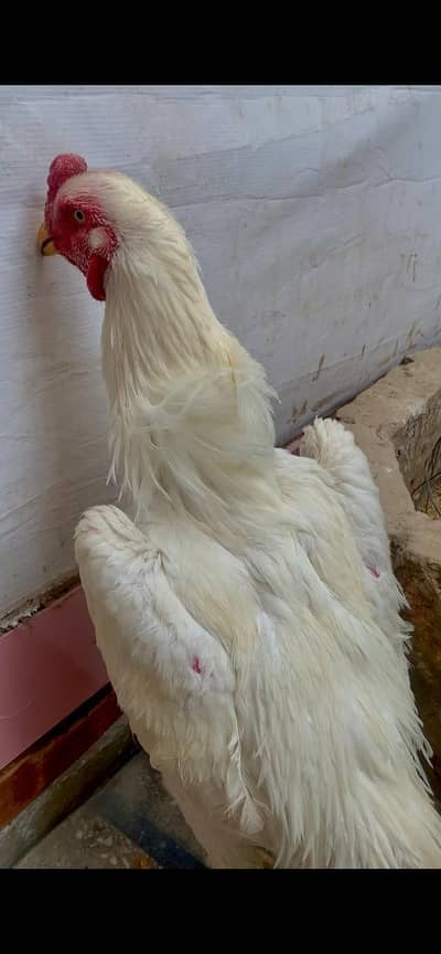 shamo chicks/king shamo chick/parrot face shamo chick / white oh shamo