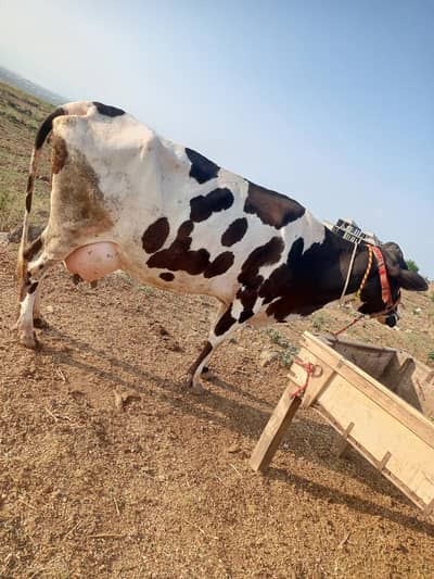 cow bahut khubsurat acchi nasl ka