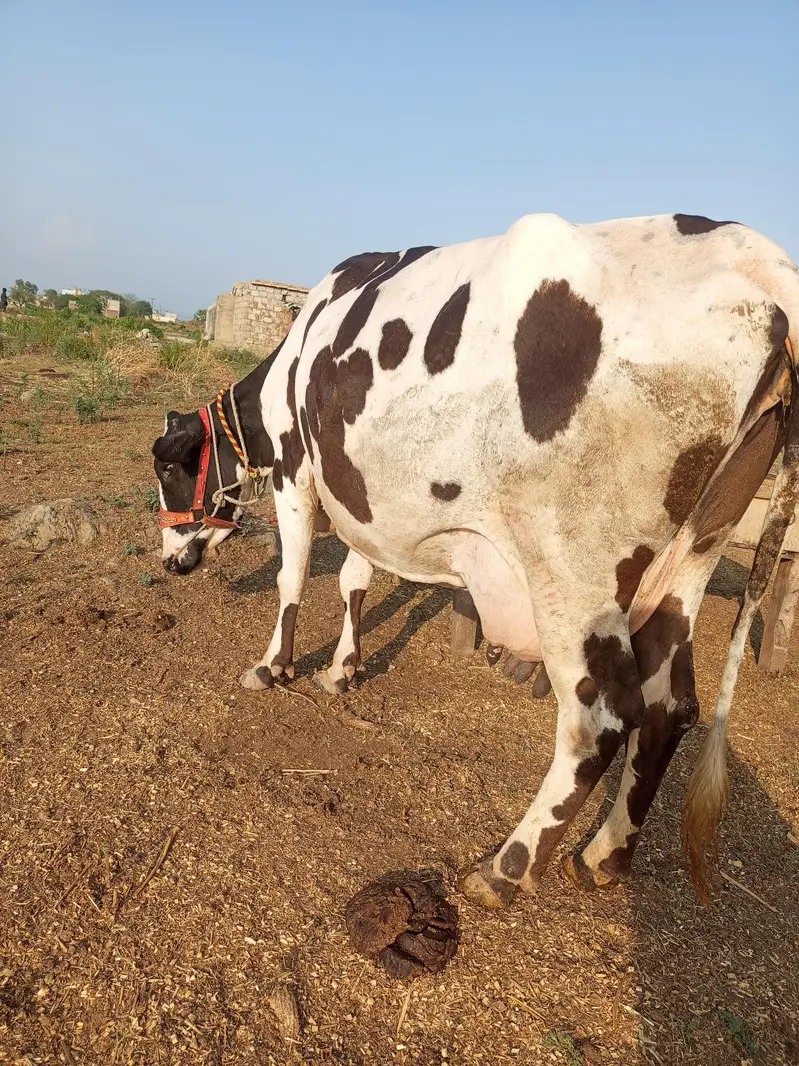 cow bahut khubsurat acchi nasl ka — photo 2