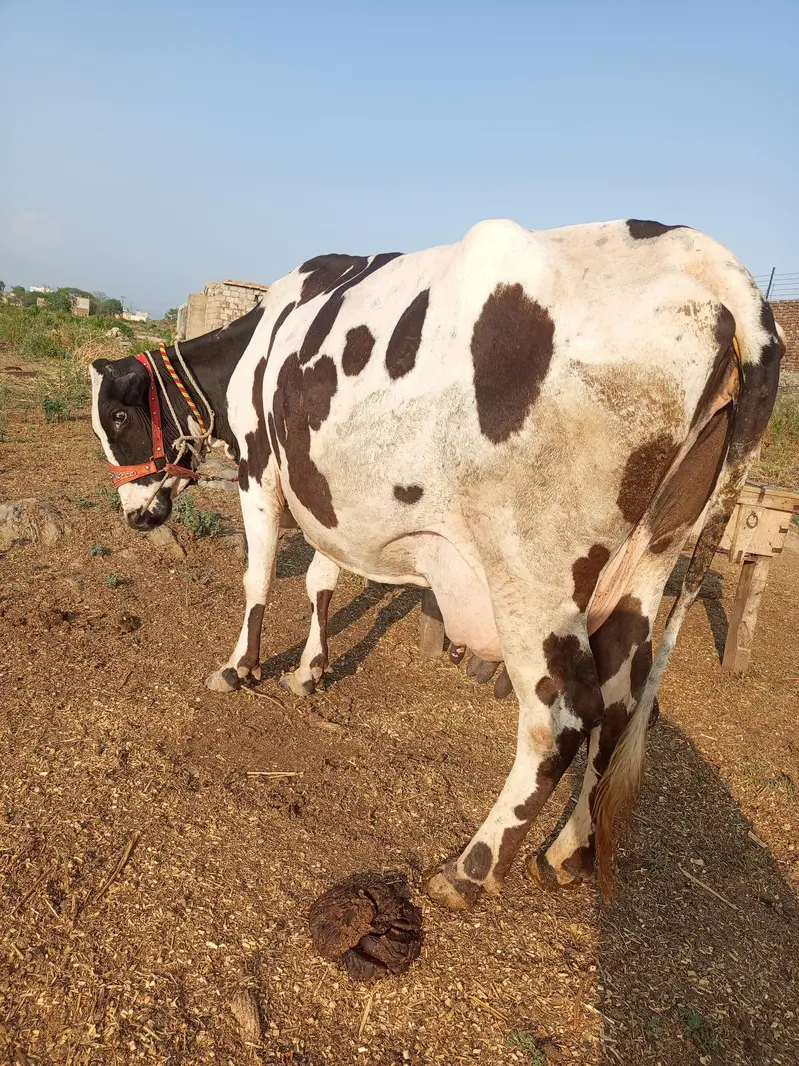 cow bahut khubsurat acchi nasl ka — photo 3