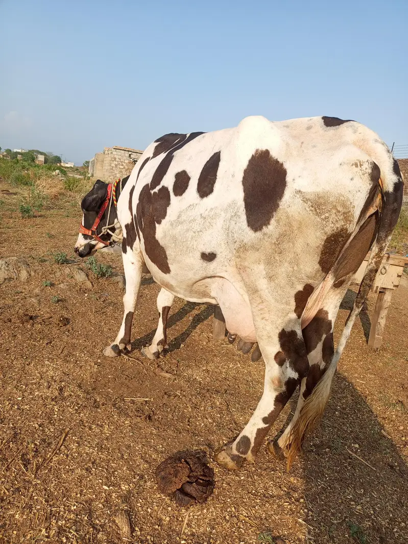 cow bahut khubsurat acchi nasl ka — photo 4