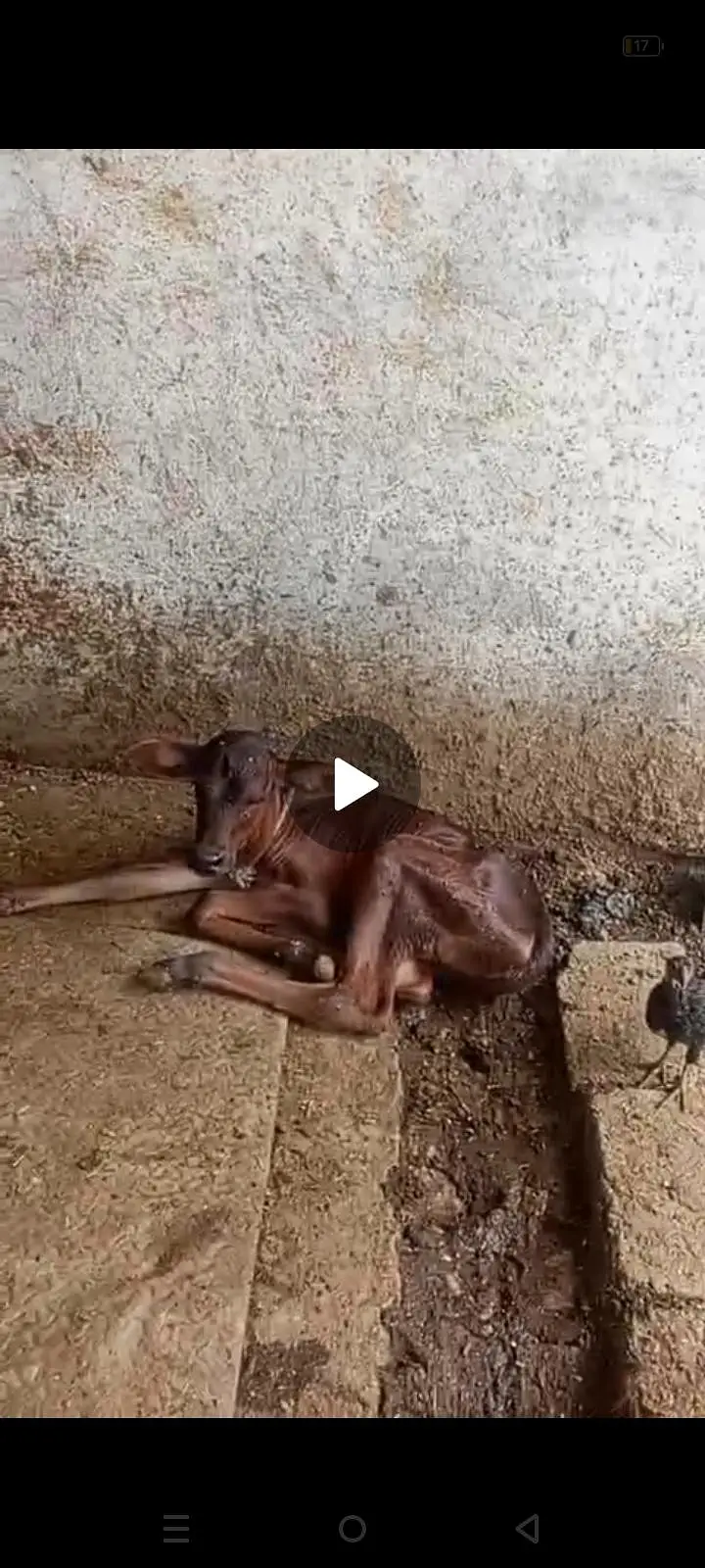 cow bahut khubsurat acchi nasl ka — photo 5
