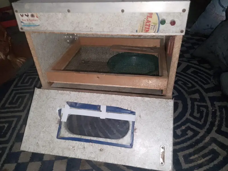 Eggs incubator